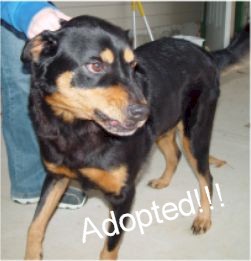 Shepherd Rottie Mix